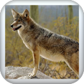 Desert Coyotes