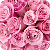 Rose GIF ikon