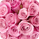 Icona Rose GIF