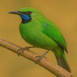 Wallpaper Burung Berkicau