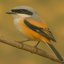 Wallpaper Burung Makan Ulat-APK