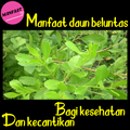 Khasiat Daun Beluntas