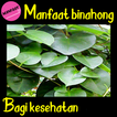 Manfaat Daun Binahong