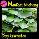 Manfaat Daun Binahong aplikacja