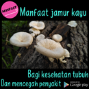 Khasiat Jamur Kayu APK