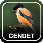 Suara Burung Cendet Offline icon