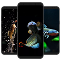 Channa Fish Wallpaper