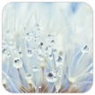 ”Dew Drop Wallpaper HD