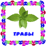 Травы. Карточки для детей