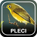 Suara Burung Pleci Offline