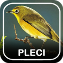 Suara Burung Pleci Offline APK