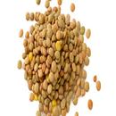 فوائد العدس الاصفر APK