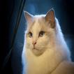 ragdoll cat