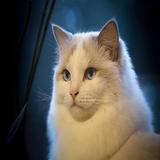آیکون‌ ragdoll cat