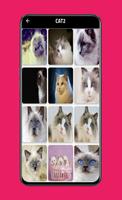 ragdoll cat اسکرین شاٹ 2