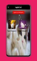 ragdoll cat اسکرین شاٹ 3