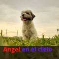 Foto de Animales