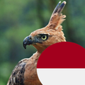Indonesian Fauna