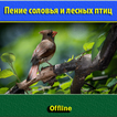 Пение соловья и лесных птиц