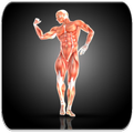 Chest workout