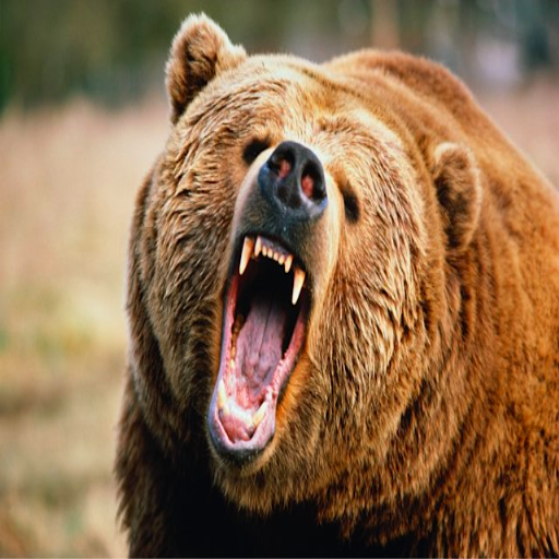 Bear sounds