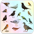 鸟类百科全书 圖標
