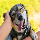 Dog sounds 圖標