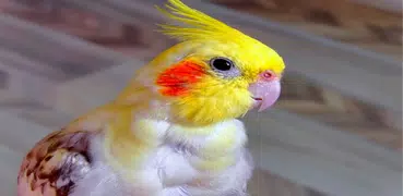 How to Tame a Cockatiel