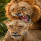 Lion sounds ikon