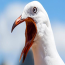 sons mouette APK