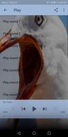 پوستر Seagull sounds