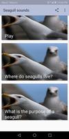 برنامه‌نما Seagull sounds عکس از صفحه