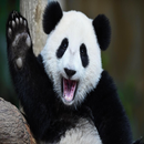 sons Panda APK