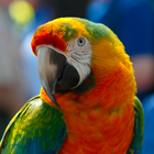 Parrot sounds icon