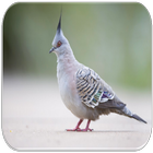 Pigeon sounds-icoon