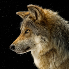 sons lobo ícone