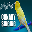 sons d'oiseaux Canaries APK