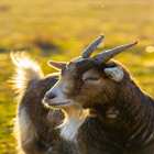 Goat sounds আইকন