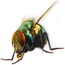 sons Fly APK
