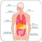 Learn Human Body ไอคอน