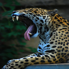 ジャガー・サウンド アイコン