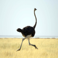 Ostrich geluiden