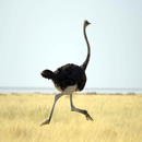 Ostrich sounds APK