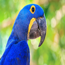 Parrot sounds APK