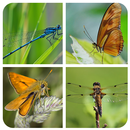 Insect Matching Game APK