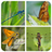 Insectes Jeu de mémoire APK