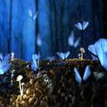 Nature Images-Green Wallpaper & Nature Backgrounds