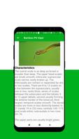 Identify Indian Snakes screenshot 3