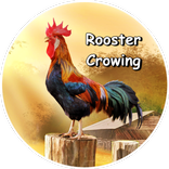 Rooster Crowing Ringtones