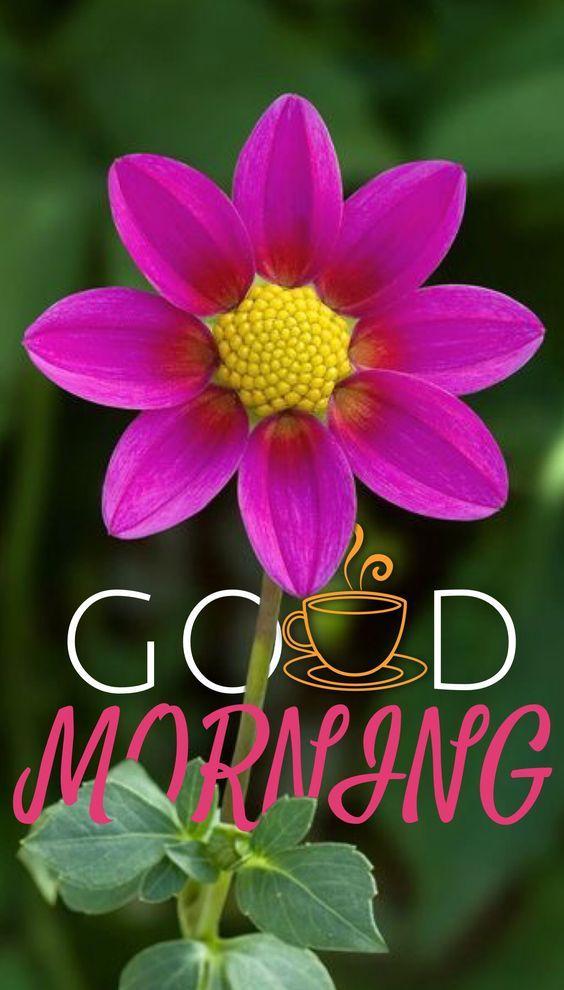 Good Morning Flowers Gif For Android Apk Download